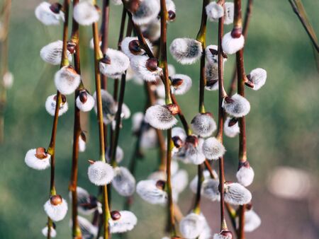 Nature awakes in spring. Blooming willow growing in a city park on a sunny spring dayの写真素材