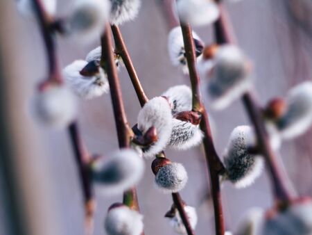 Nature awakes in spring. Blooming willow growing in a city park on a sunny spring dayの写真素材