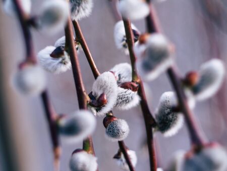 Nature awakes in spring. Blooming willow growing in a city park on a sunny spring dayの写真素材
