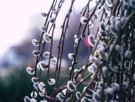 Nature awakes in spring. Blooming willow growing in a city park on a sunny spring dayの写真素材
