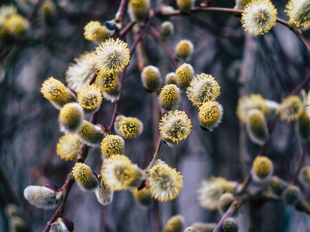 Nature awakes in spring. Blooming willow growing in a city park on a sunny spring dayの写真素材