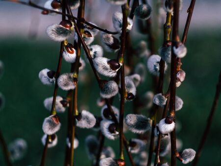 Nature awakes in spring. Blooming willow growing in a city park on a sunny spring dayの写真素材