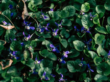 Small purple flower and green leaf Backgroundの写真素材