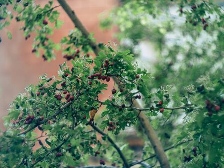 Small shrub Single leaf, branch, white flowers, small green fruit, red. Are bearing fruit, both young and oldの写真素材