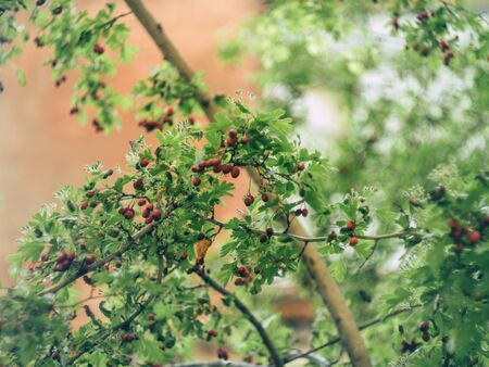 Small shrub Single leaf, branch, white flowers, small green fruit, red. Are bearing fruit, both young and oldの写真素材