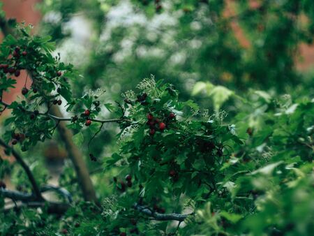 Small shrub Single leaf, branch, white flowers, small green fruit, red. Are bearing fruit, both young and oldの写真素材