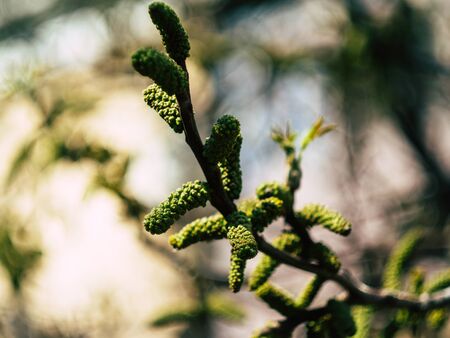 beautyfull tree buds growing in spring day on a treeの写真素材