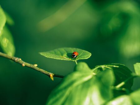 Ladybug insects walking on green leaves. To find a spawn or food source.の写真素材