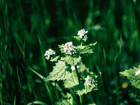 beautyfull wild spring flowers growing in a city park in springの写真素材