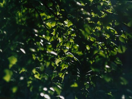 blossoming spring nature in the old russian yard spring parkの写真素材