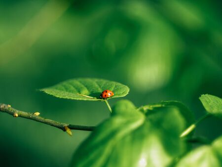Ladybug insects walking on green leaves. To find a spawn or food source.の写真素材