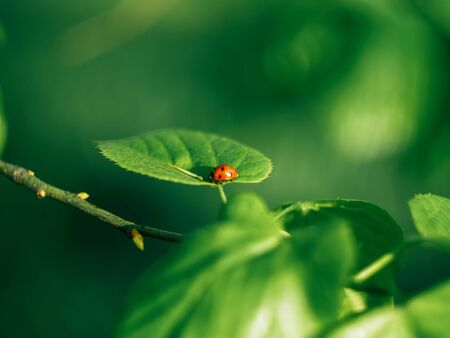 Ladybug insects walking on green leaves. To find a spawn or food source.の写真素材