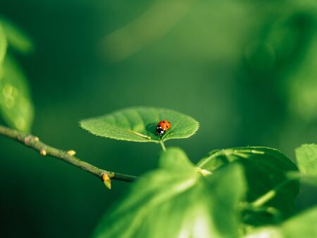 Ladybug insects walking on green leaves. To find a spawn or food source.の写真素材