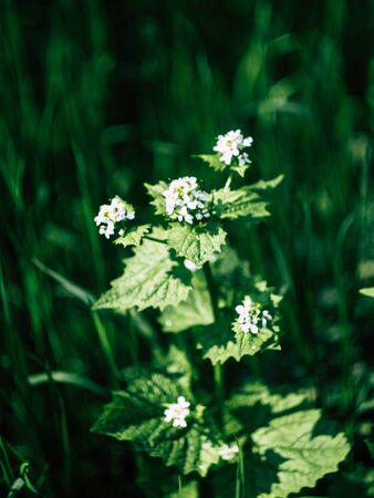 beautyfull wild spring flowers growing in a city park in springの写真素材