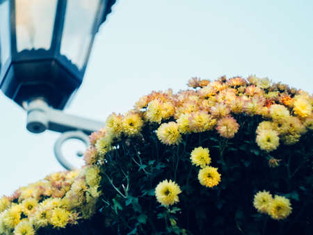 Yellow summer beautiful flowers growing in a porchの写真素材