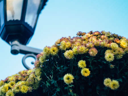 Yellow summer beautiful flowers growing in a porchの写真素材