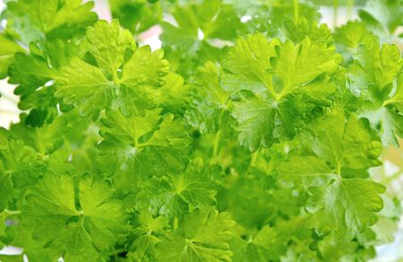 Parsley is Green leafy vegetables useful