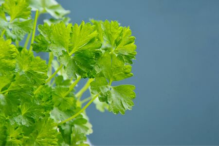 Parsley is Green leafy vegetables usefulの写真素材