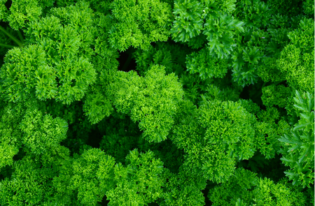 Health Benefits of Parsley (Petrosalinum sativum) Many parsley in the garden.の写真素材