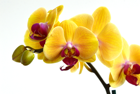 Yellow Phalaenopsis Orchids on white background.の写真素材