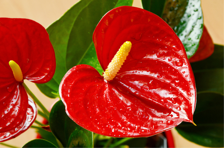 Colorful of Red Flamingo or Laceleaf