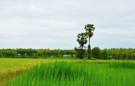 sugarpalm on a rice field.の写真素材