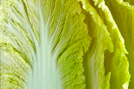 Chinese cabbage with full frame.の写真素材