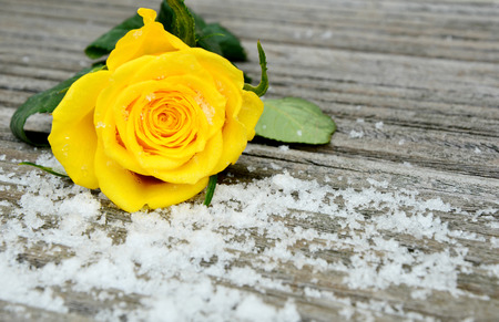 yellow rose and snow on wooden table.の写真素材