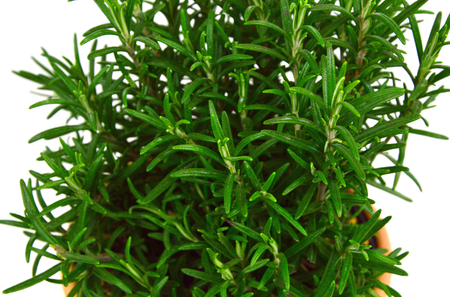 Rosemary Tree in terracotta pot on white background.の写真素材