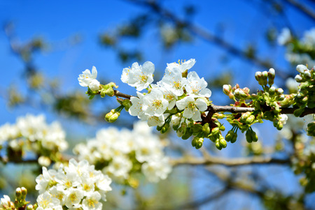 Cherry Blossoms in Austria (German is Forest of Cherry Blossoms)