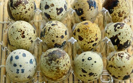Quail eggs in plastic egg packaging