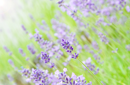 Lavender fieldの写真素材