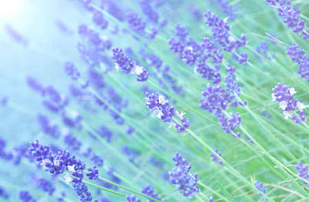 Lavender with lens blur and lens flare for wallpaperの写真素材