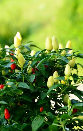 Fresh Little Elf Chilli pepper plant with water dropの写真素材