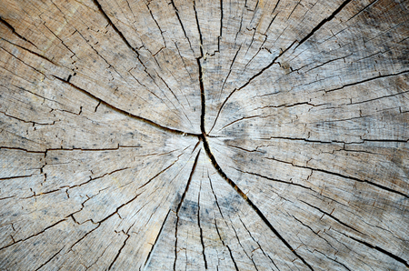 Solid wood or wooden textureの写真素材