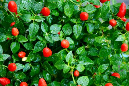 Fresh Red Elf Chili pepper plant with water dropの写真素材