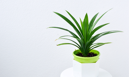 Pandanus amaryllifolius is a tropical plant in a pot with a white wallの写真素材