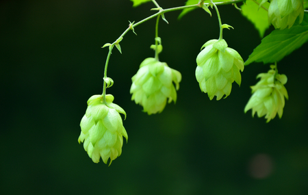 Many hops flower on fieldの写真素材