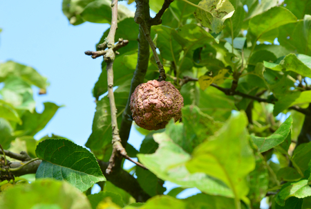 Brown red is a fungal disease of applesの写真素材