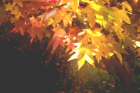 Colorful of leaf in Autumn season with overlay and lens flare.の写真素材