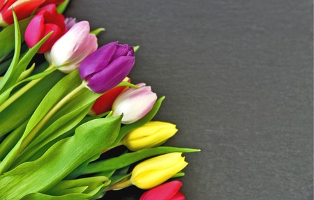 Colorful and a lot  of Tulips on back blackground with Space for writing textの写真素材