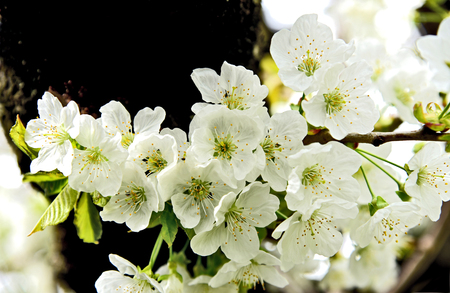 White cheery blossoms on tree.
spring-flowering trees.の写真素材