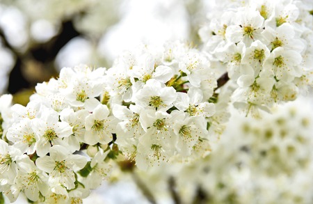 White cheery blossoms on tree.spring-flowering trees.の写真素材