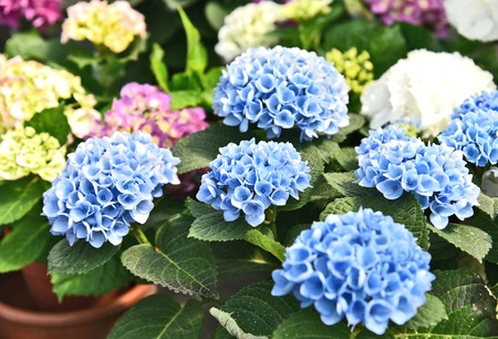 mixed and Colorful of Mophead Hydrangeas in flower shop with full frame.の写真素材