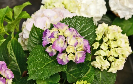 Colorful of Purpleand white Mophead hydrangeas with green leafの写真素材