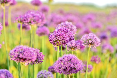 Allium purple field with lens flare and full frame  for wallpaper and post card.の写真素材