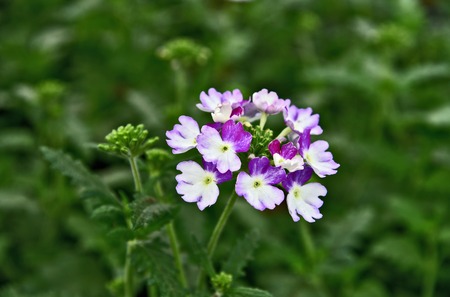 Purple and white Verbena with green leaf backgroundの写真素材