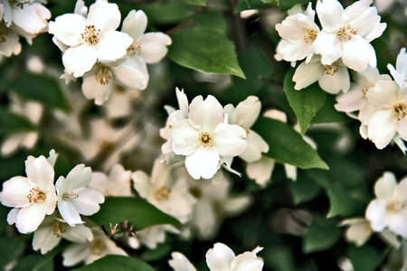 Philadelphus coronarius (sweet mock-orange, English dogwood) German name is Duftjasminの写真素材