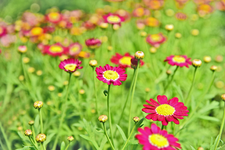 A lot and colorful of pink marguerites or Daisy Carmine Supernova on field with bokeh backgroundの写真素材