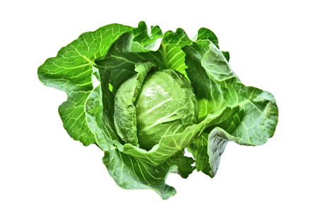 Isolated Fresh Green cabbage with water drop on white background.の写真素材